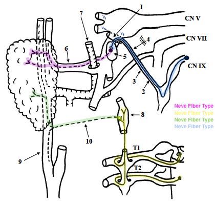 Parotid Gland & Innervation Diagram | Quizlet