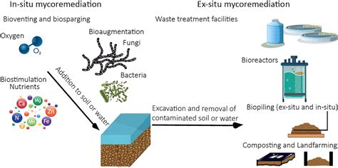 Frontiers Role Of Fungi In Bioremediation Of Emerging Pollutants