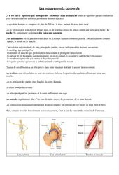 Les Mouvements Corporels Muscles Et Squelette CM1 Exercice