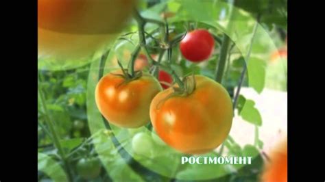 РОСТМОМЕНТ - 2013 - YouTube