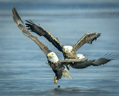 Bald Eagles | MATTHEW'S ISLAND