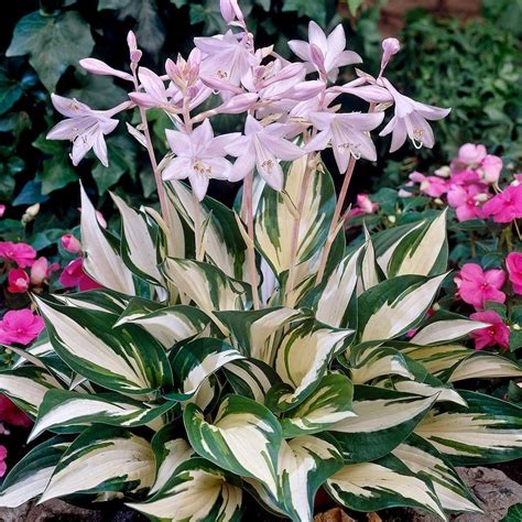 Hosta Fire & Ice | Хоста растения, Тенелюбивые многолетники, Идеи ...