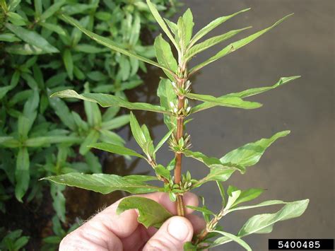 Yerba De Hicotea Hygrophila Costata