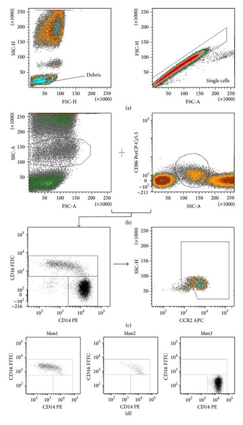 Gating Strategy Gating Strategy And Presentation Of Monocyte Subsets