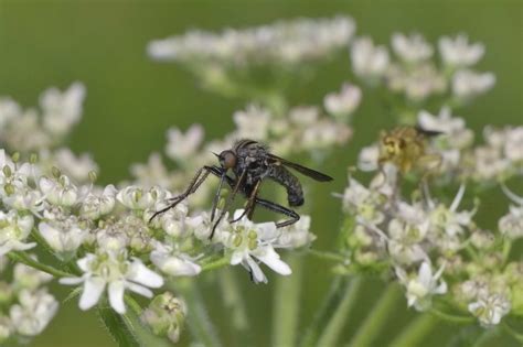 R F Insecta Diptera Empididae Empis Euempis Tessellata