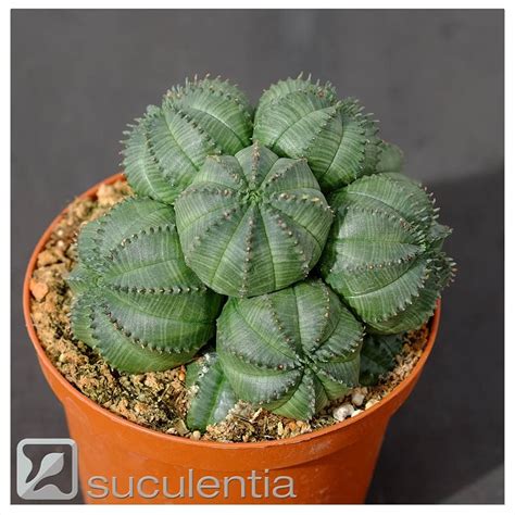 Euphorbia Obesa Hybrid Multiheads Succulents Online Cacti And