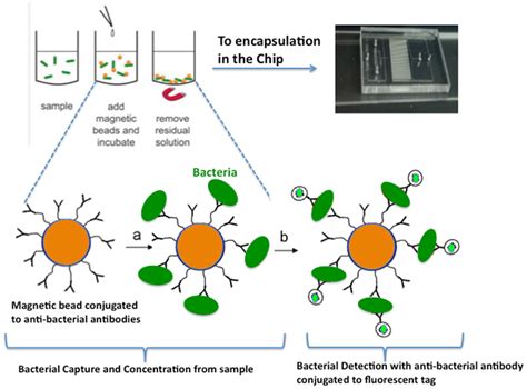 Bacteria Capturing And Detection Assay Magnetic Bead Capture Of E Download Scientific Diagram