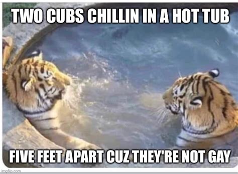 Two Cubs Chillin In A Hot Tub Imgflip