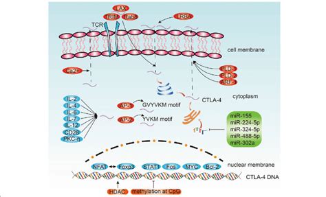 Regulatory Mechanisms Of Ctla Ctla Expression Is Regulated At Rna