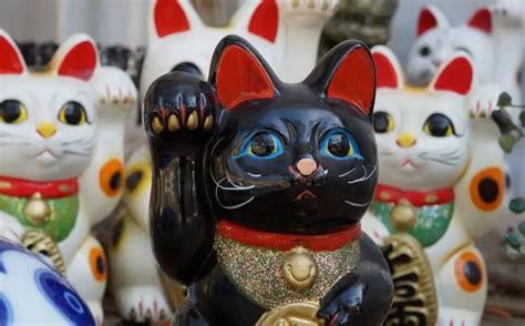 Gato Azteca Características y Toda la Historia Detrás del Legendario