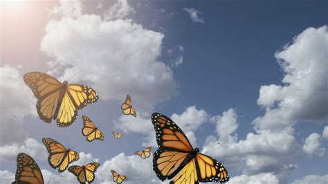 Why The Monarch Butterfly In The Us Will Likely Be Officially