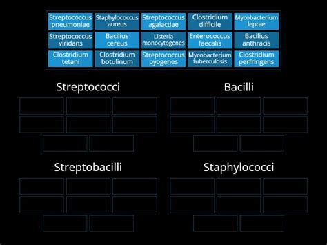 Bacteria Gram Positive - Shape - Group sort