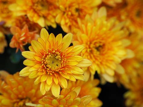 Original Nature Photography Mostly Shades Of Chrysanthemums Yellow