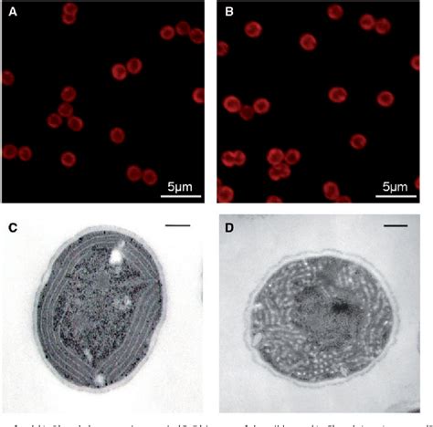 Figure 1 From Elevated Growth Temperature Can Enhance Photosystem I