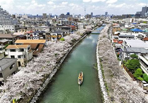 江戸情緒 満開 和船から眺める新川千本桜（動画あり）：東京新聞デジタル