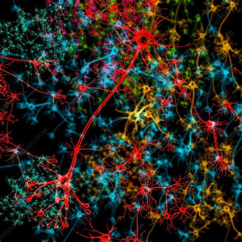 Neuron Illustration Stock Image F0117344 Science Photo Library