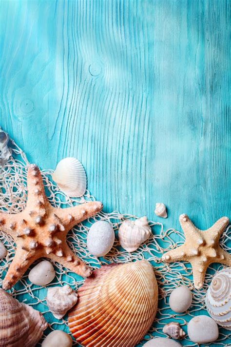 Seashells & Starfish stock image. Image of shore, mollusks - 17961309