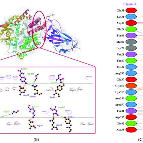 MMPBSA Free Energy Analysis Of S Protein Variants And HACE2 Binding