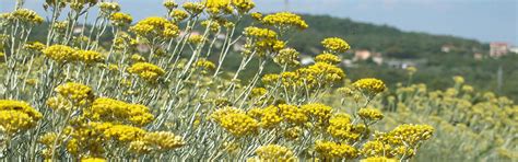 "AROMATICA" - Natural Mediterranean Health and Beauty Products