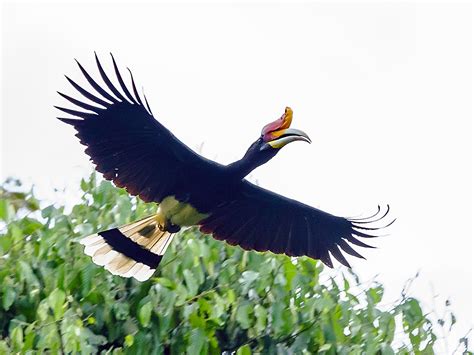 The Rhinoceros Hornbill Facts