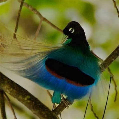 Admire The Mesmerizing Beauty Of The Blue Bird Of Paradise The Bird