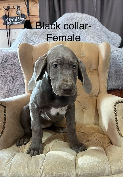 Wheaton Prairie Danes | Chippewa Falls WI