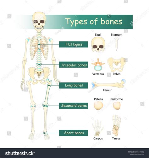 Bones Types Human Skeleton Flat Long 库存矢量图免版税2005879682 Shutterstock