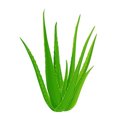 A Planta Verde De Aloe Vera Deixa O Vetor Isolado Vetor Premium