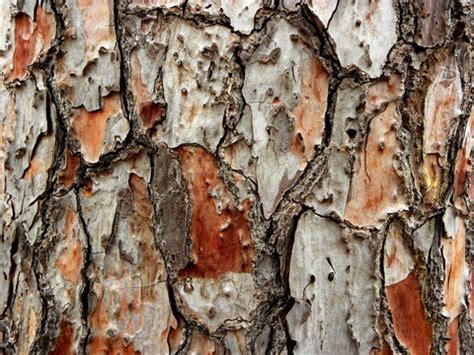 Bark Bilder – Durchsuchen 829,532 Archivfotos, Vektorgrafiken und ...