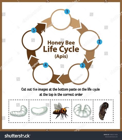 Diagram Showing Life Cycle Honey Bee Stock Vector Royalty Free