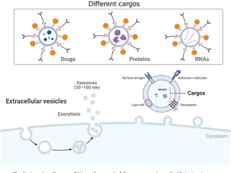 Figure 5 From Biomimetic Nanomaterials In Myocardial Infarction Treatment Harnessing Bionic