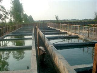 Tilapia farming can be done in SA | Farmer's Weekly