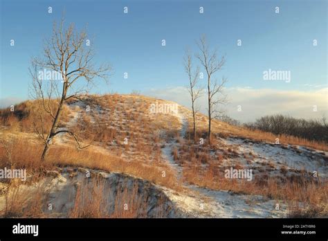 Snow covered golden dunes in winter at the Indiana Dunes National Park ...