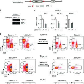 ZDHHC11 Is Essential For DNA Virus Triggered Innate Immune Signaling