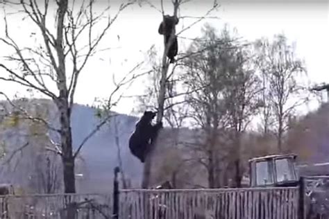 Terrifying Footage Shows Man Stuck Up 30ft Tree While Being Chased By