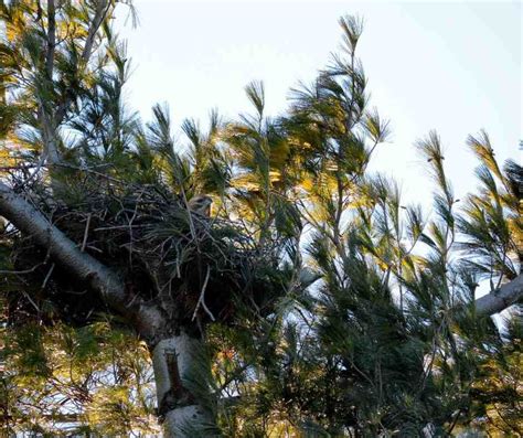 Unveil the Mystery: The Complete Story of Red-tailed Hawk Nesting