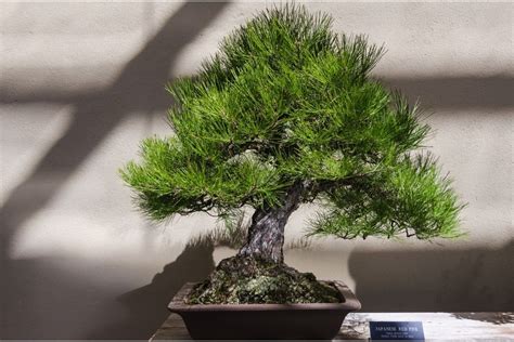 Bonsai Pine Trees (Pinus): Types, How to Grow and Care | Florgeous