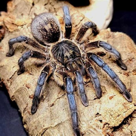 Harpactira Pulchripes Golden Blue Legged Baboon 05 Spider Shoppe