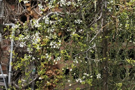 Trifoliate Plant Flowers White - Free photo on Pixabay - Pixabay