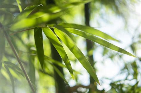 Fundo Verde Desfocado Natural De Folhas De Bambu Pela Manh Foto Premium