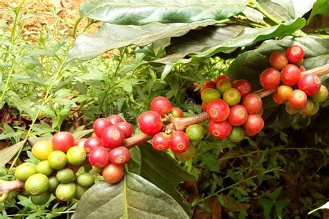 Rvore De Caf Da Goma Ar Bica O Feij O De Caf Na Planta O Do