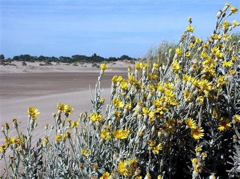 Flora Y Fauna Del Uruguay Ecosistema Costero Vegetación De Los Arenales