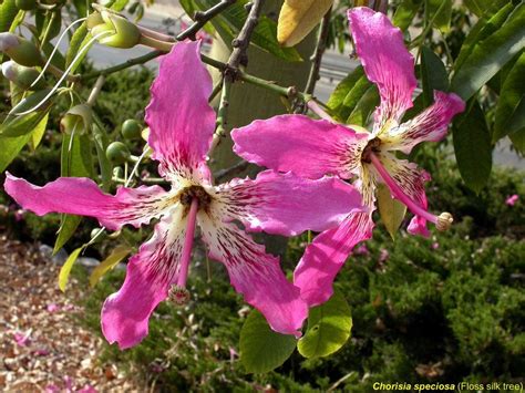 Panoramio Photo Of Chorisia Speciosa Floss Silk Tree 01 Tropical Plants Silk Tree