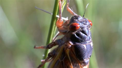 A Close Up Head Shot Of A Seventeen Year Cicada On A Blade Of Grass