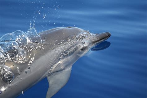 A Dolphin Diet | The Current