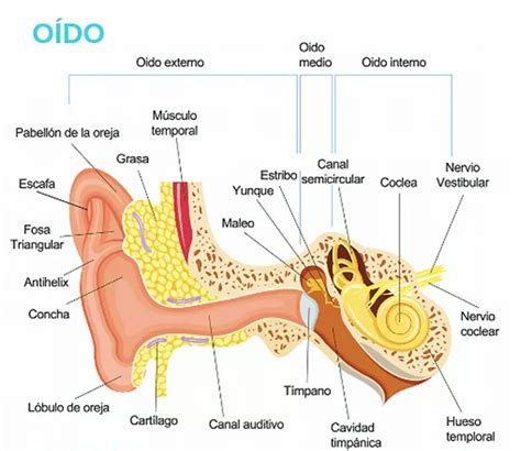 El oído y sus partes