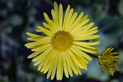 Banco de imagens natureza plantar flor pétala meio Ambiente