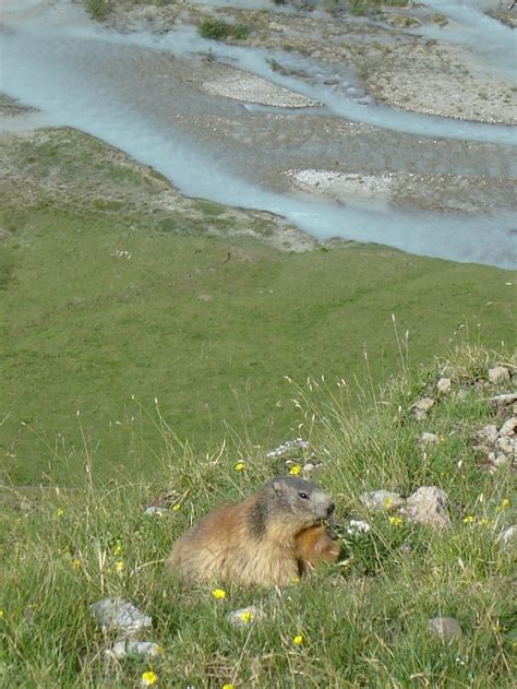 Alaska marmot (Marmota broweri), also known as the Brooks Range marmot ...