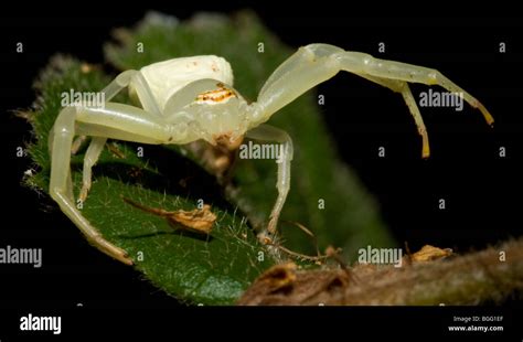 Crab spider, family Thomisidae Stock Photo - Alamy