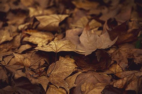 Yellow Maple Leaves Falling In Autumn Background, Yellow Maple Leaf, Fall, Scenery Photography ...